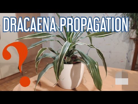 Videó: Song Of India Plant Care: Ismerje meg a tarka Dracaena növény termesztését