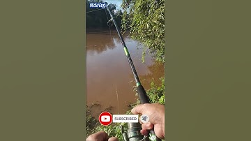 Cá Lăng Sông Bé Mùa Nước Lũ #fishing