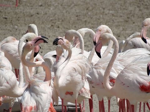 Ras Al Khor Wildlife Sanctuary