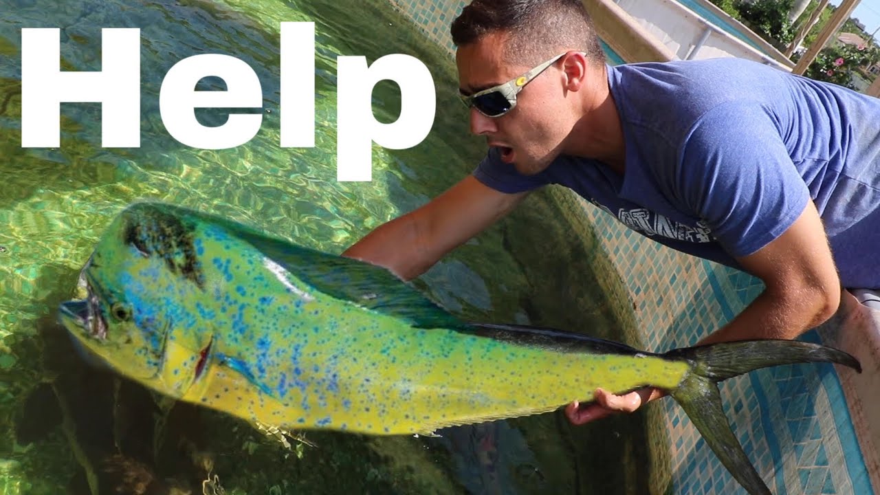 FEEDING Giant Mahi-Mahi To Jaws in Aquarium! *Epic* 