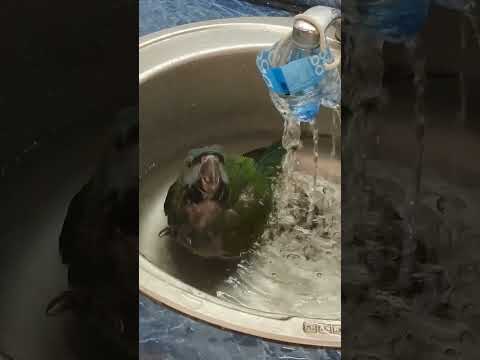 Китайский кольчатый попугай купается