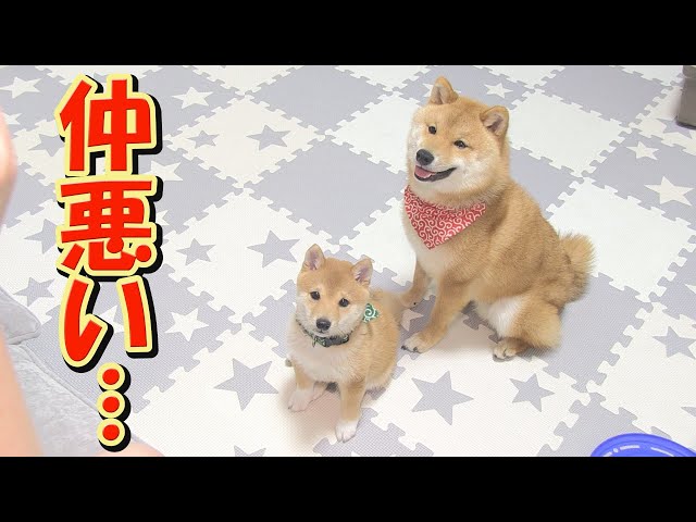 豆柴　準備中 hq720.jpg?sqp=-