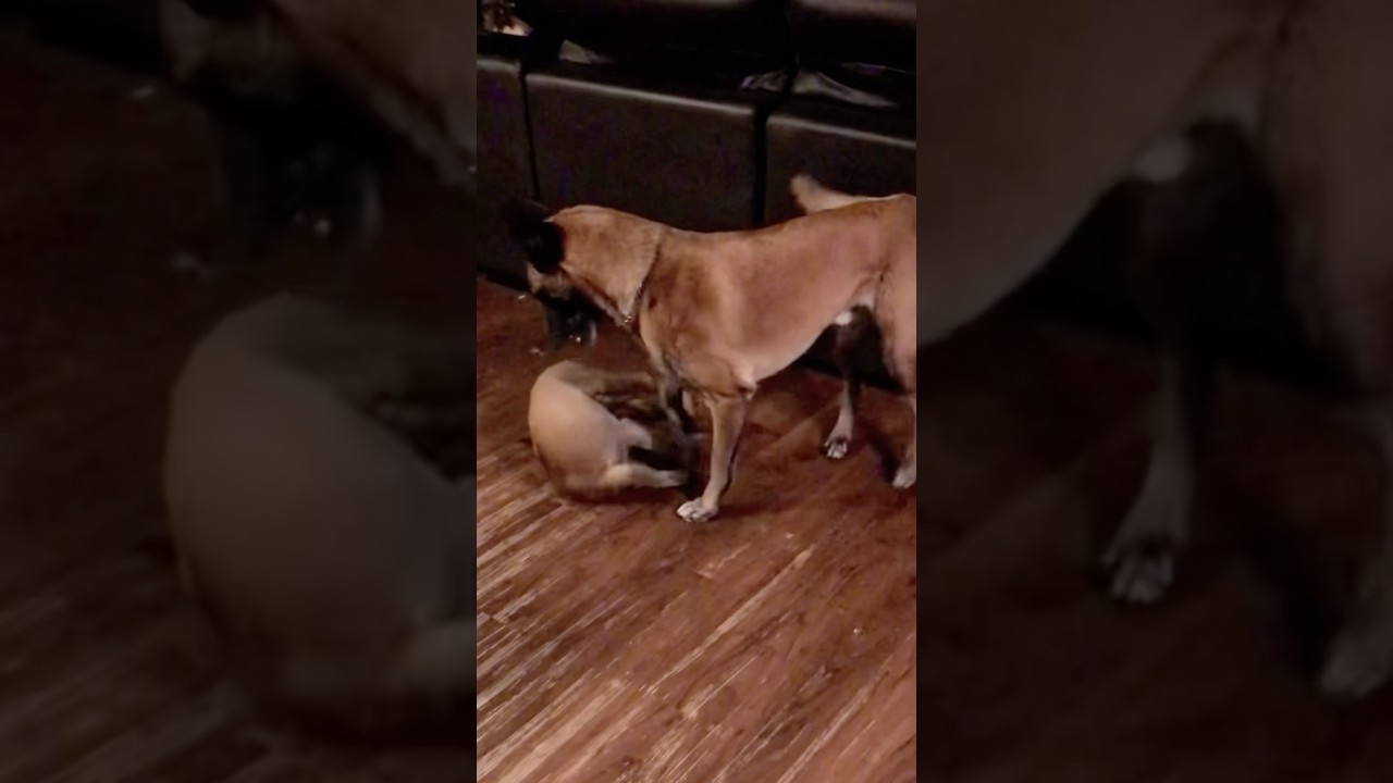 Malinois puppy vs adult Malinois