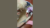 Близняшки 🐹 Pets