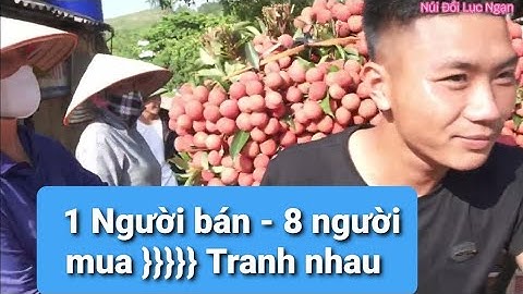 Tranh nhau Mua Cuối Vụ Vải Thiều Lục Ngạn Vùng Cao l Núi Đồi Lục Ngạn