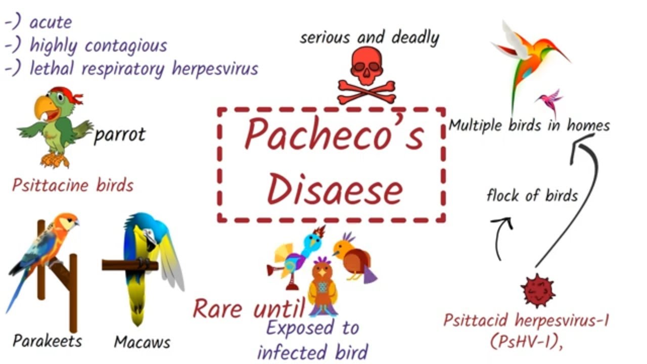 Pacheco's disease Symptoms, Causes, Treatment, Diagnosis, Recovery