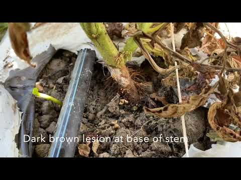 ვიდეო: პომიდვრის სამხრეთის ბუშტის მკურნალობა - როგორ დავაფიქსიროთ პომიდვრის მცენარეები სამხრეთით