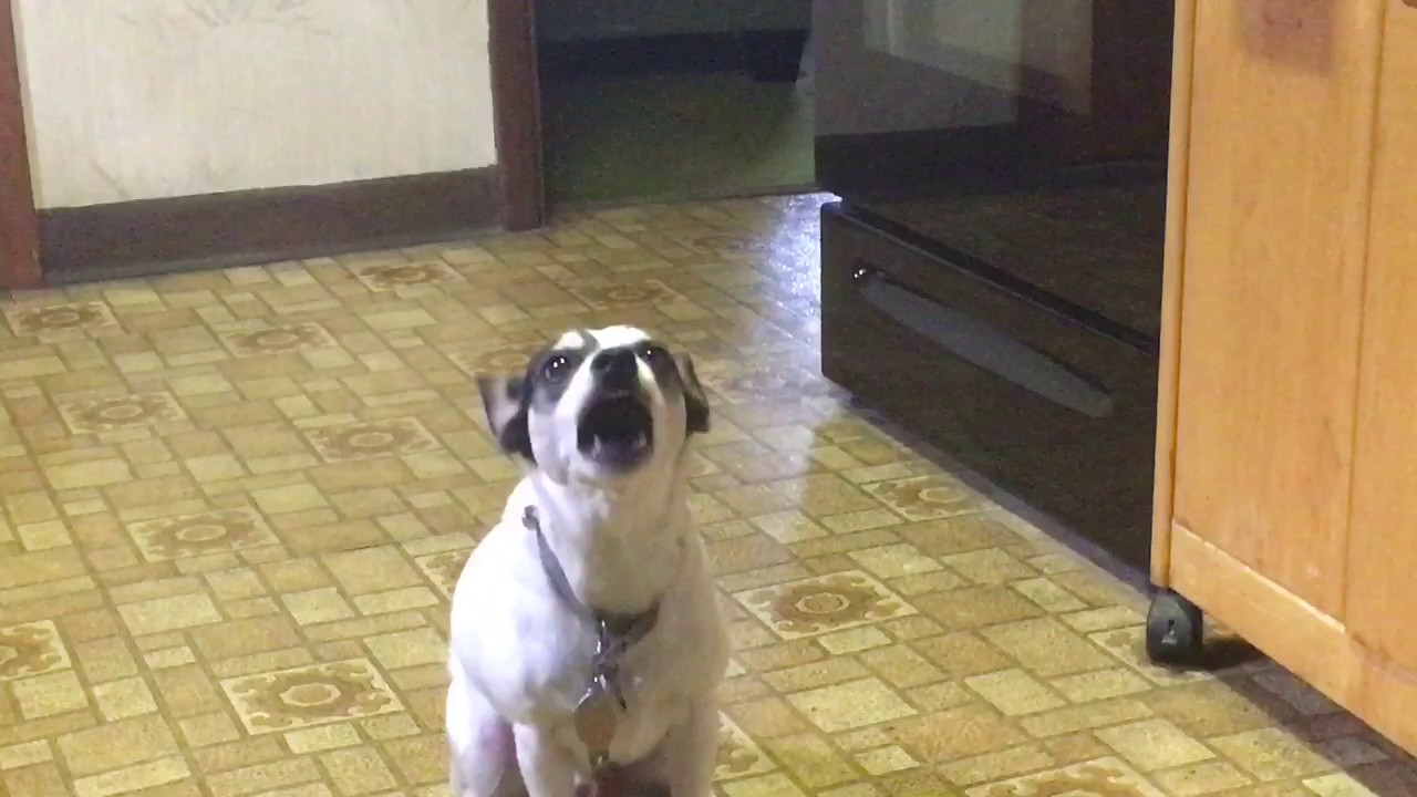 Dog sings to Harmonica!!!