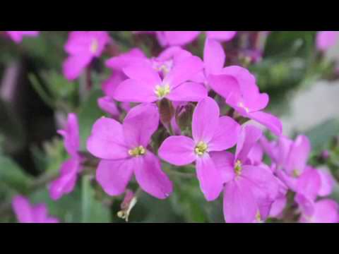 วีดีโอ: Rock Cress Ground Cover: ข้อมูลเกี่ยวกับการปลูกและดูแลต้น Rock Cress