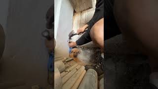 Puppy gets stuck in cement before being rescued with chisel #shorts