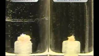 ChlorXtra vs ChlorCid_xvid.avi