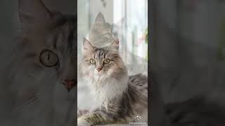 Quick Facts About Norwegian Forest Cat