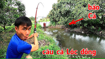 Đi câu cá Lóc đồng, phát hiện điểm câu quá nhiều Cá
