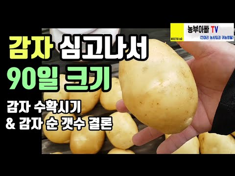 감자 수확시기, 심은지 90일 감자 크기와 감자순 갯수 결론, potato