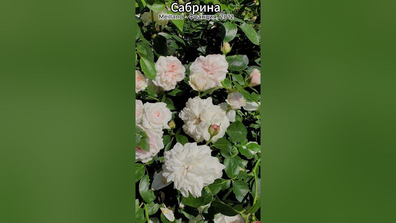Плетистые - Сабрина (Sabrina)