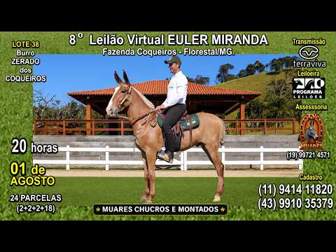 LOTE 38 - 8º LEILÃO VIRTUAL EULER MIRANDA - MUARES CHUCROS E MONTADOS - TV MUARES (19) 997 21 4571
