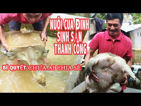 Video Nuôi Cua Đinh Trong Bể Xi Măng Xây Dưới Ao - Kỹ Thuật... - youtube
