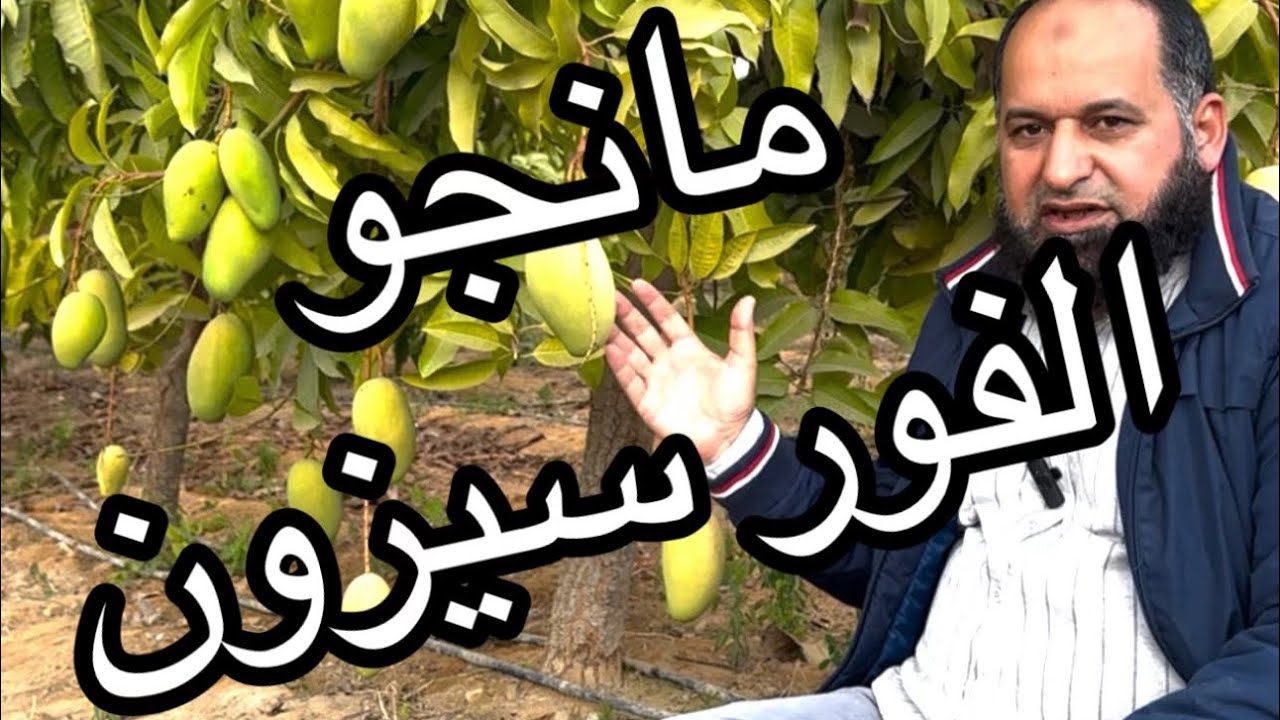 مانجو الفور سيزون | مانجو الفصول الأربعة |المانجو الشتوي | مانجو شوك أنان التايلاندي