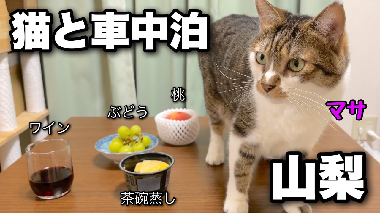 В конце лета мы с котом отправились в автокемпинг! Финальный эпизод