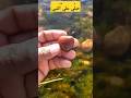 البحث عن الجمال