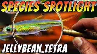 Jellybean Tetra - Ladigesia roloffi - Rare Nano Aquarium Fish Species Spotlight Thumbnail