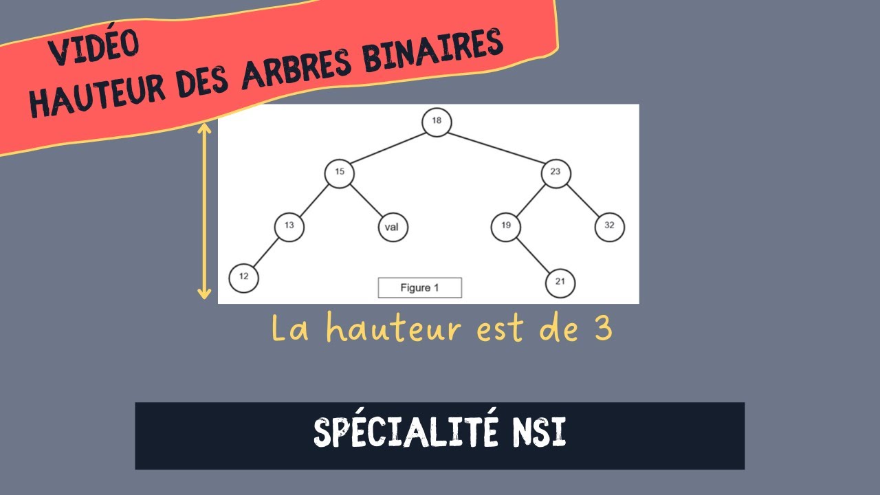 Spécialité NSI Hauteur d'un arbre en 2 minutes YouTube — free download