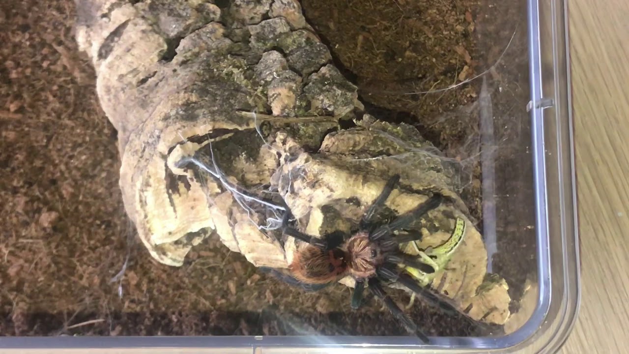 exotic pets nj Feeding and water inverts plus praying maints DRINKING