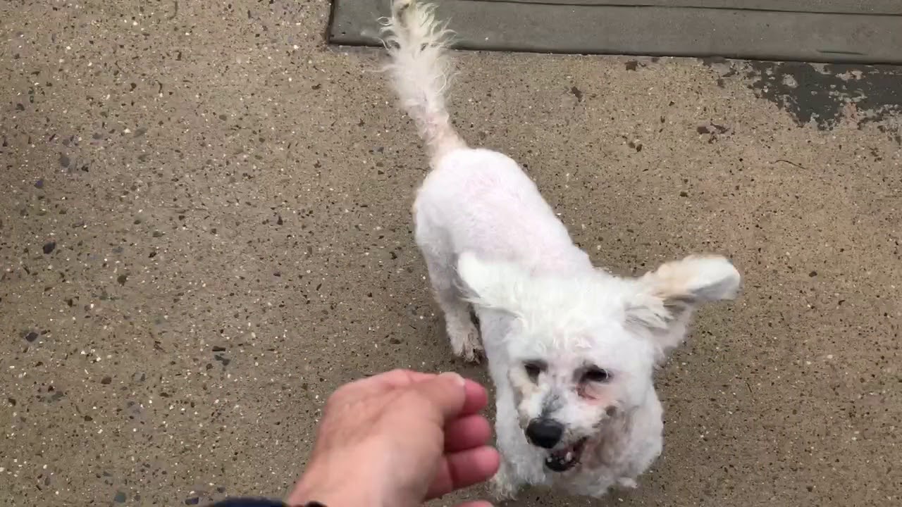 Missy and Willow have snacks, Posh Pets Rescue, Long Beach YouTube