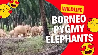 GAJAH BORNEO MASUK KE PERKEBUNAN SAWIT @ ESTET KELAPA SAWIT