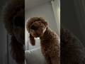 Kobe’s fav words #funny #goldendoodle #shortsfeed