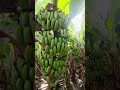 #india #banana #farming #viralshort #fruit #lifeisbutadream #ekmotahathighumechala #food