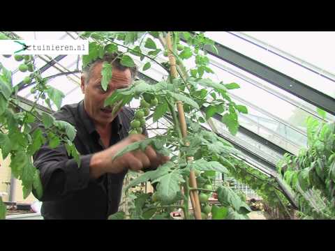 Video: Kweepeer Is Een Symbool Van Vruchtbaarheid. Telen, Planten En Verzorgen. Rassen. Foto