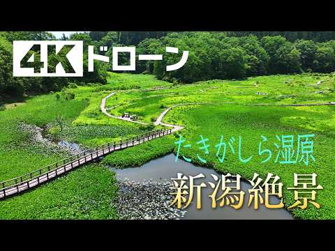 「そらなび」たきがしら湿原（阿賀町） 2026年7月4日放送回