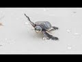0922 TURTLE WATCH