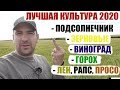 За месяц до уборки. Большой подробный обзор с умозаключениями.