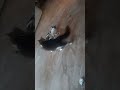 Bender Vs Muha. my cats