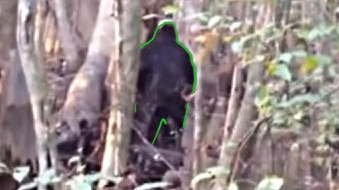 Bigfoot\Sasquatch Special over virale beelden: "Ik denk dat ik een stinkdier-aap heb gezien - help!"