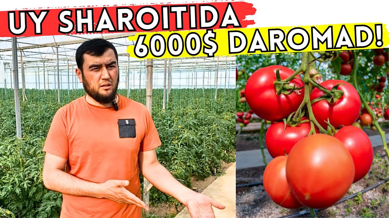 #2025 POMIDOR PARVARISHLASH SIRLARI OSHKOR BO'LDI | 6000$ DAROMAD!