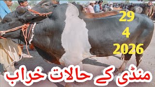 Today Paroa Cow Mandi Fresh Latest Update ! Cholistani Sahiwal Bachre Bachrian ! Cow Mandi 2026🤔