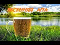 ВАРИМ ПИВО "ВЕСЕННЯЯ АПА"#32 BREW BEER SPRING APA