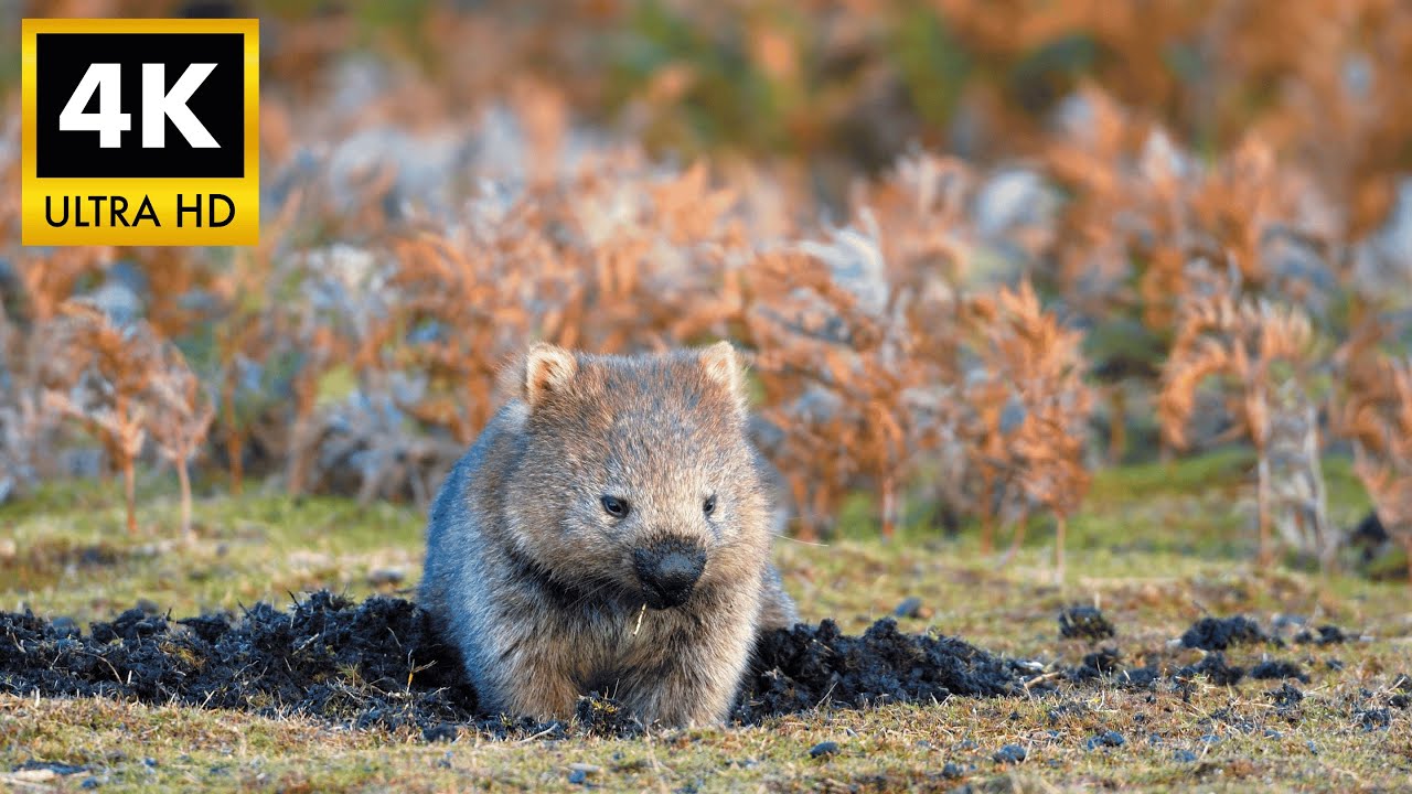 WOMBAT 4K HDR: Stunning Australian Wildlife in Cinematic Ultra HD | 4K Nature TV Demo