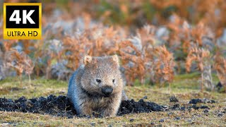 Wombat 4K Hdr Stunning Australian Wildlife In Cinematic Ultra Hd 4K Nature Tv Demo
