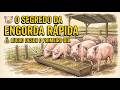 Pig Fattening – A Profitable Business With Fast Returns From Day One