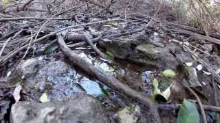 Chenault Spring White Rock Lake Dallas Texas