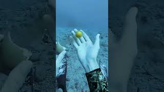 Diver Performs Eggsperiments At 60 Ft Deep
