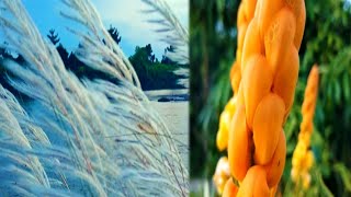 Romentic Whatsup Status Video Piano Music Billaaa Vai