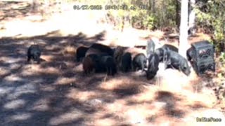Preparing for a Hog Slaughter #hunting #wildlife @AtncorpOptics
