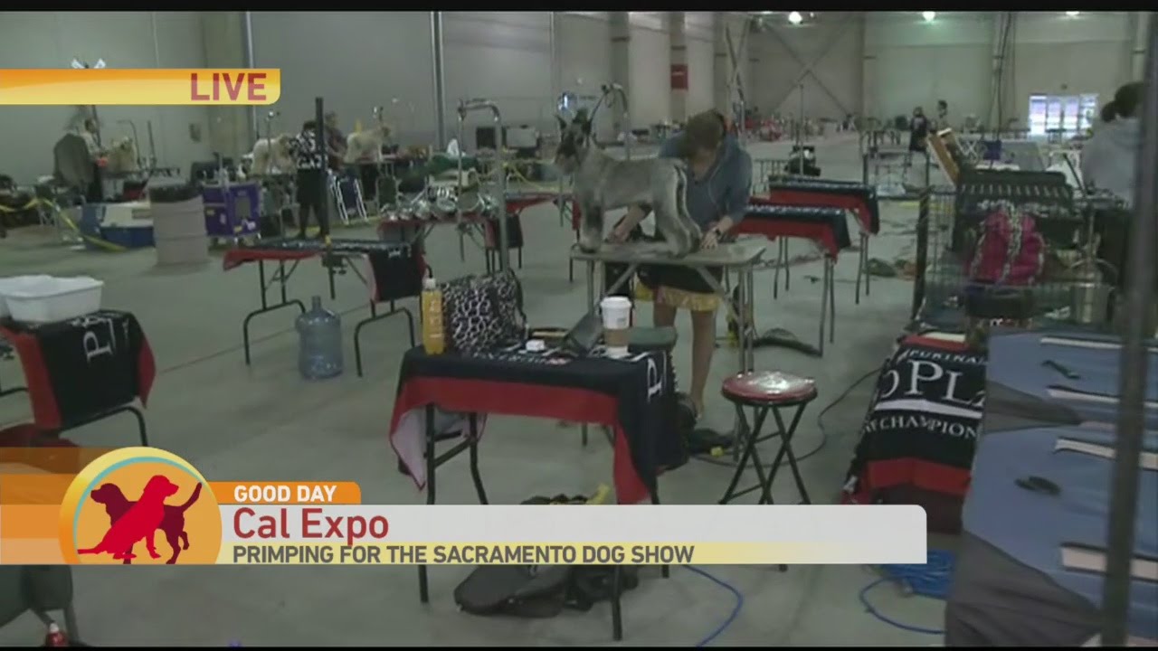 Sacramento Dog Show YouTube