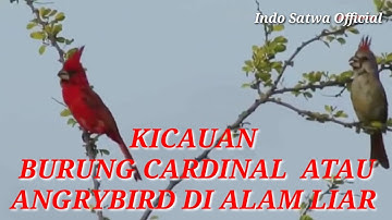 Kicauan burung Cardinal / Angry Bird di alam liar