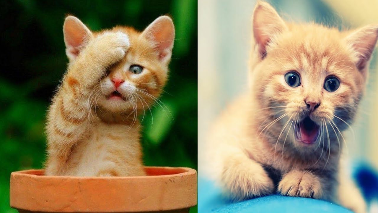 Baby Cats // Cute and Funny Cat Vides // Cat Cute Funny Videos - #11 ...
